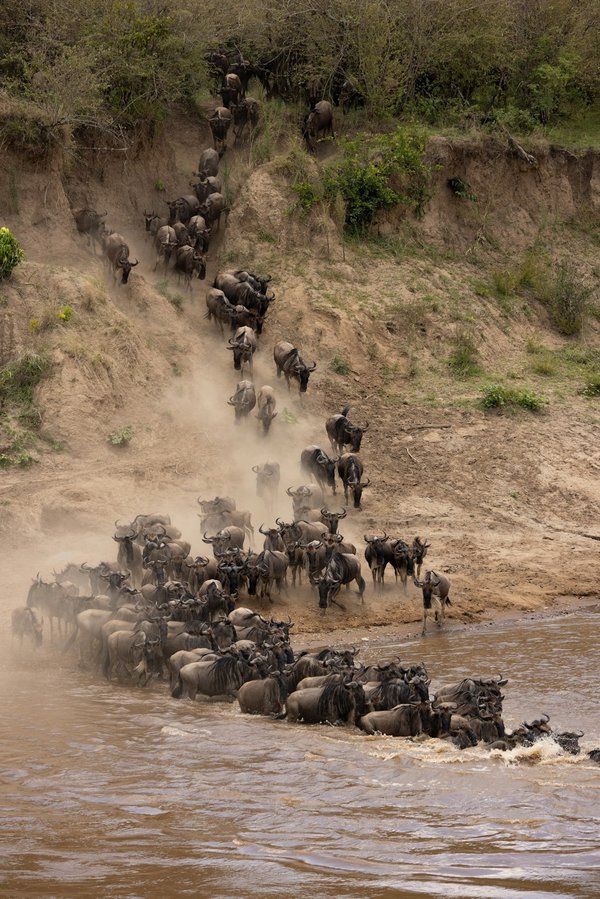 Quelles sont les meilleures périodes pour observer les migrations de gnous en Tanzanie?